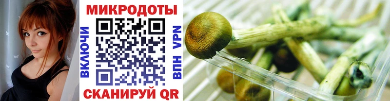 Псилоцибиновые грибы Psilocybe Норильск
